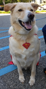 Our dog as Krypto