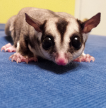 Our first Sugar Glider